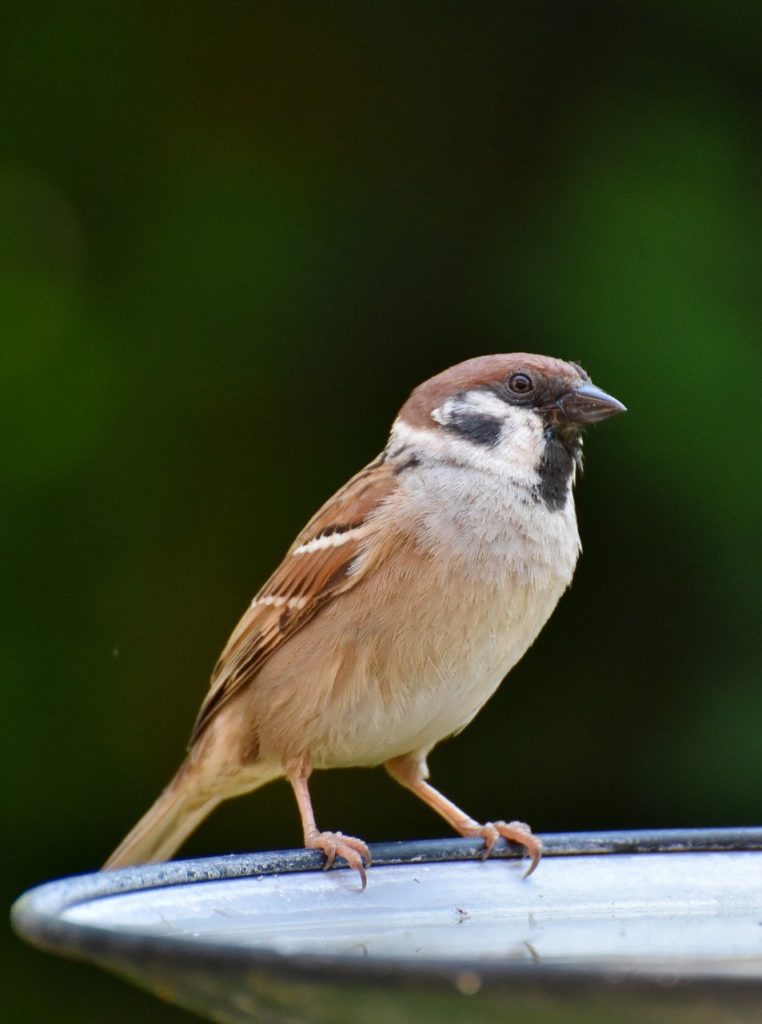 bird, sparrow, ornithology-8039795.jpg