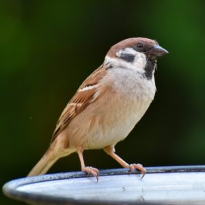 bird, sparrow, ornithology-8039795.jpg