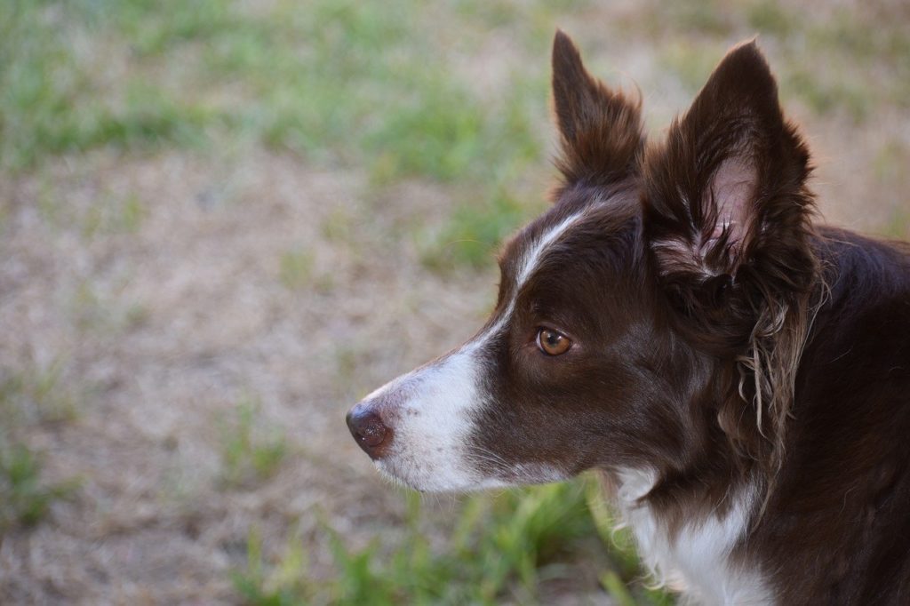 border collie, dog, animal-8202403.jpg